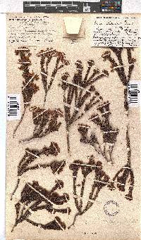 Erica phillipsii image