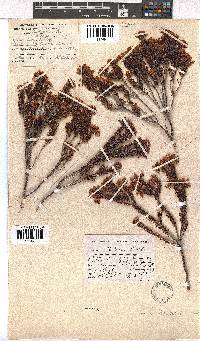 Erica phillipsii image