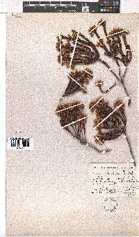 Erica phillipsii image