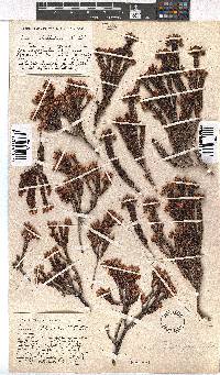 Erica phillipsii image