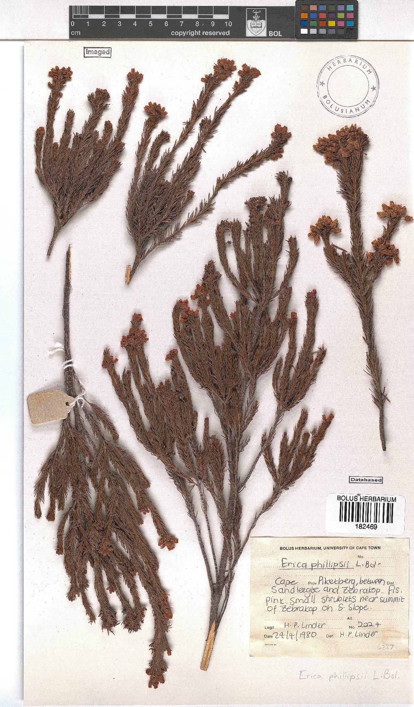 Erica phillipsii image