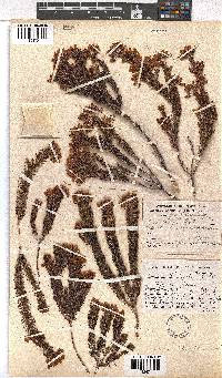 Erica phillipsii image