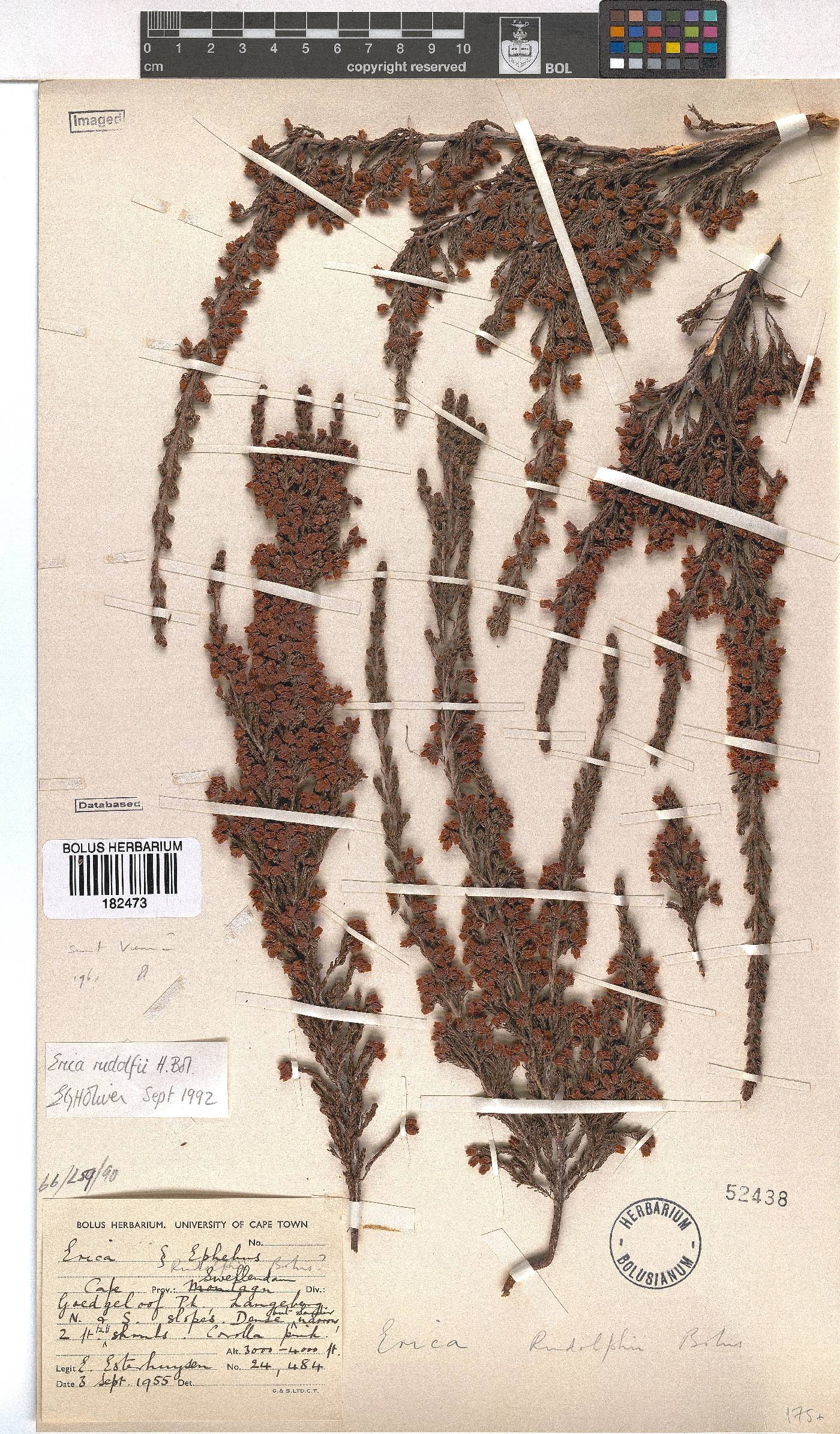 Erica rudolfii image