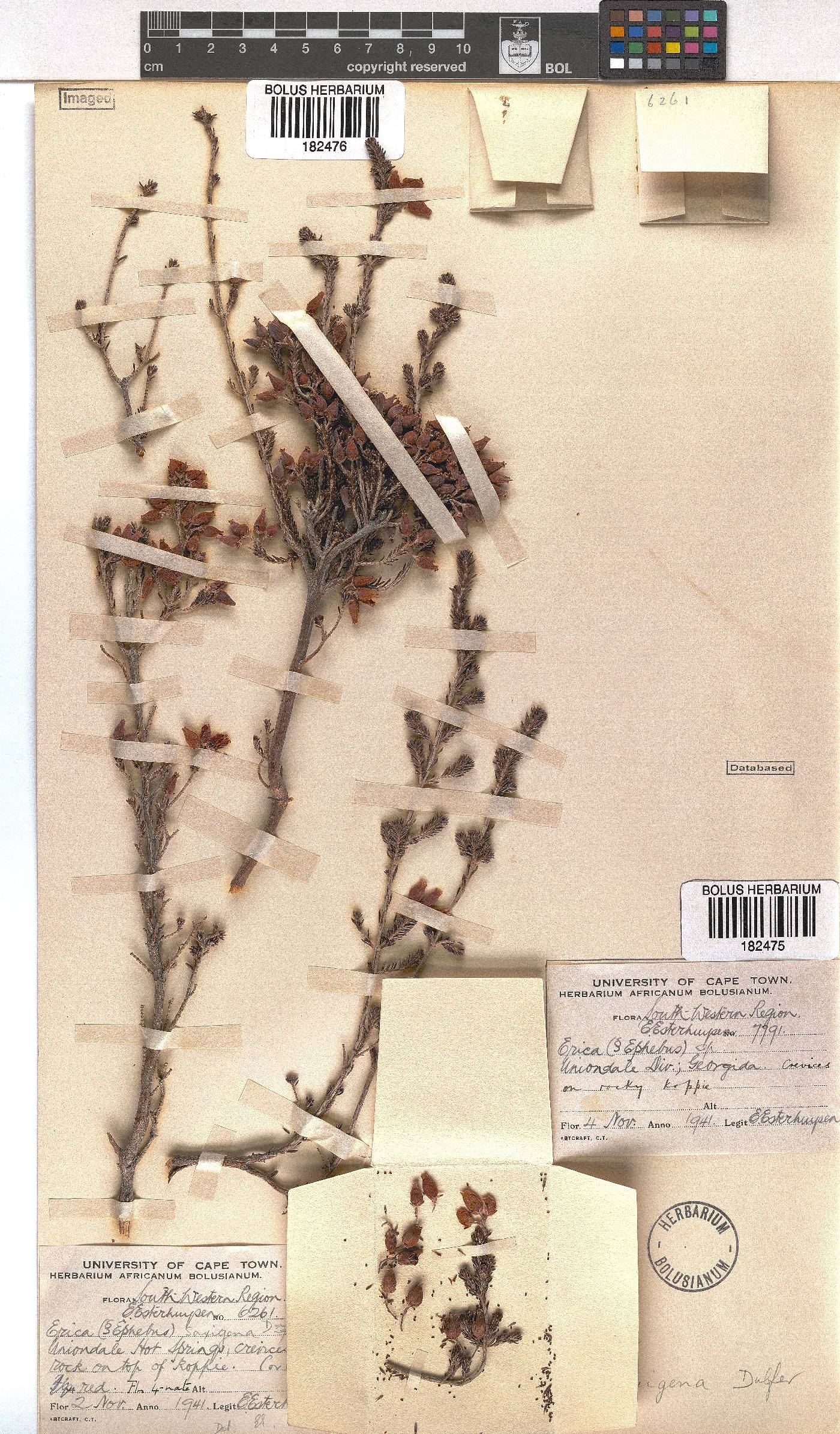 Erica saxigena image