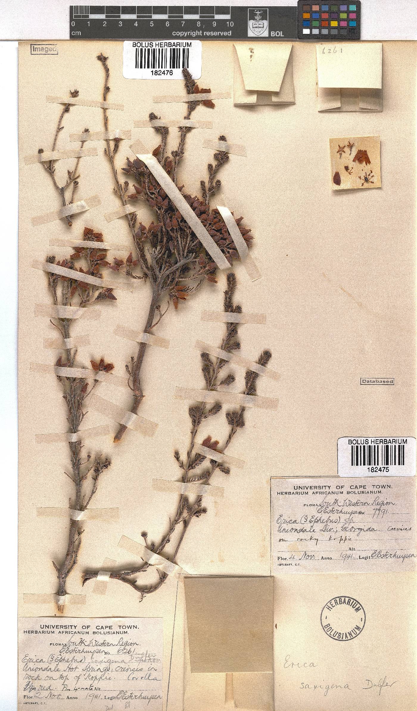 Erica saxigena image