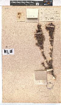 Erica saxigena image