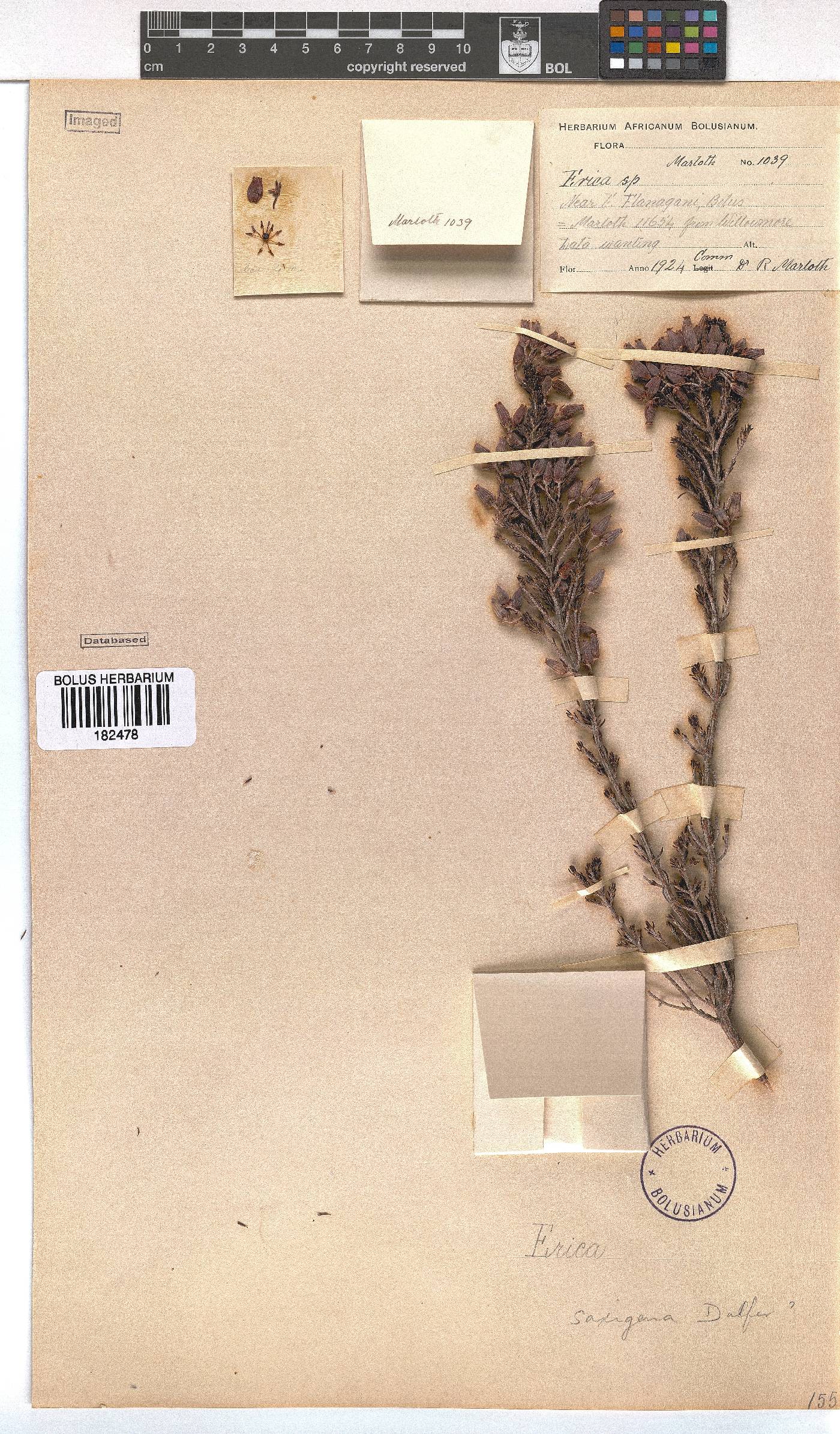 Erica saxigena image