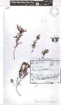 Erica tradouwensis image