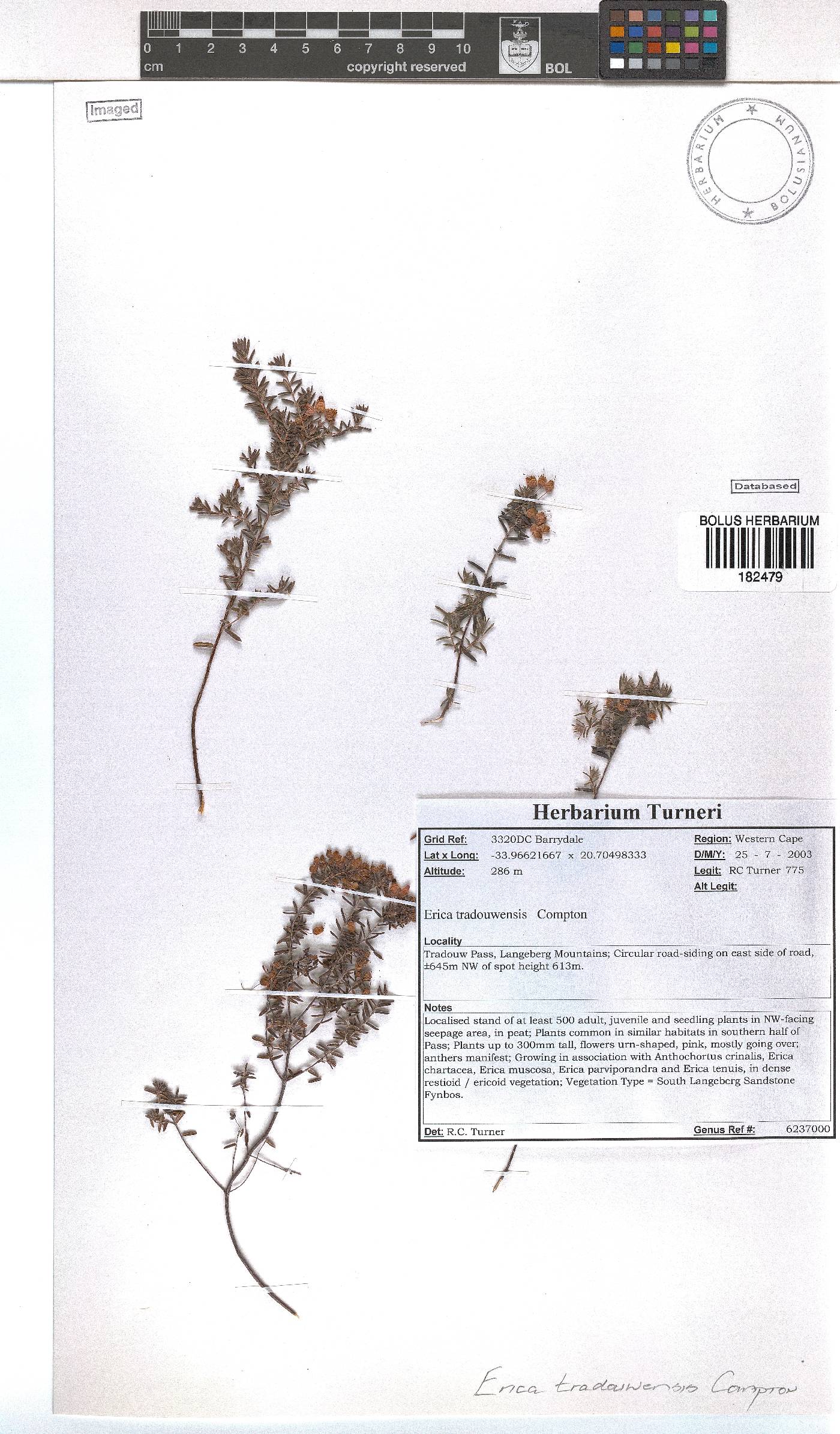Erica tradouwensis image