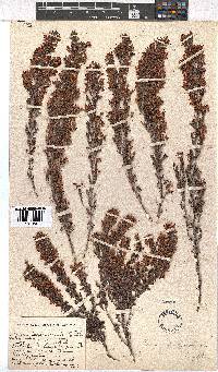 Erica tradouwensis image