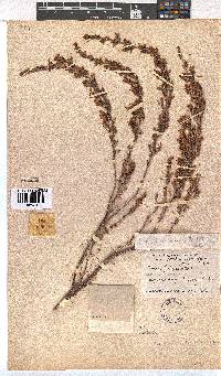 Erica tradouwensis image