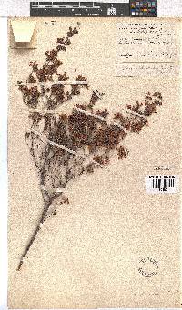 Erica tradouwensis image