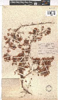 Erica tradouwensis image