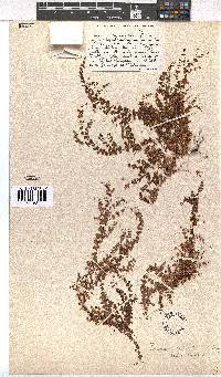 Erica cymosa subsp. cymosa image