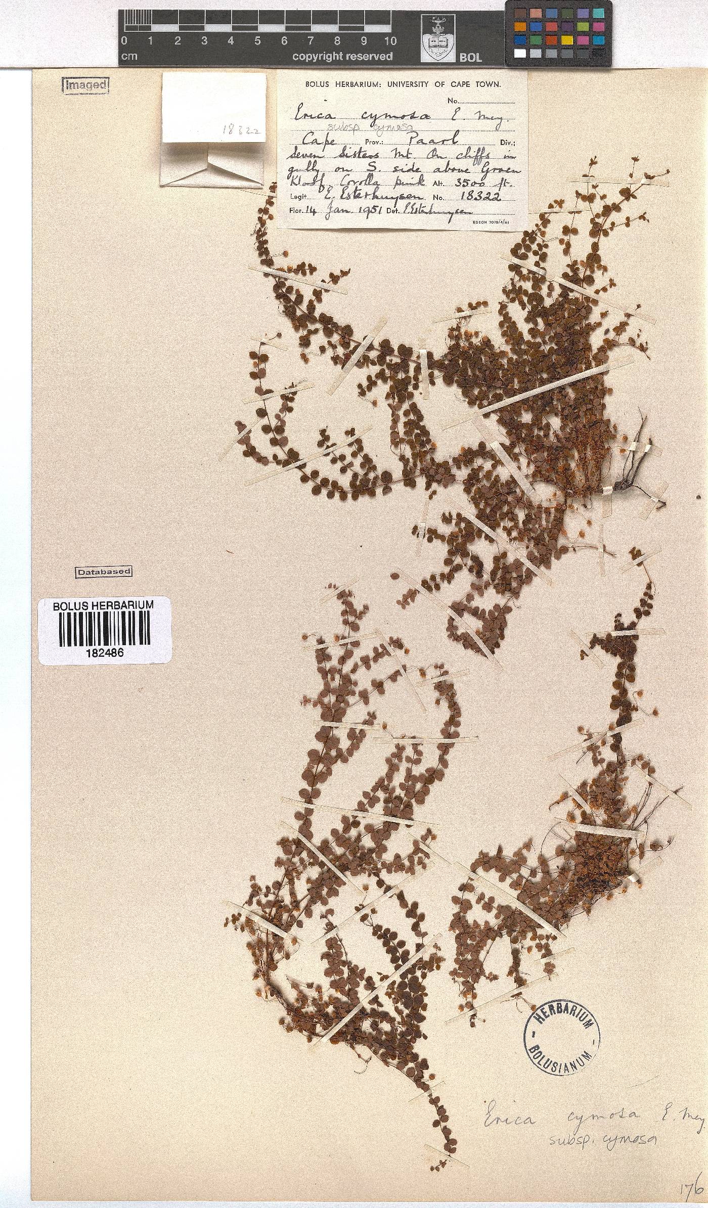 Erica cymosa subsp. cymosa image