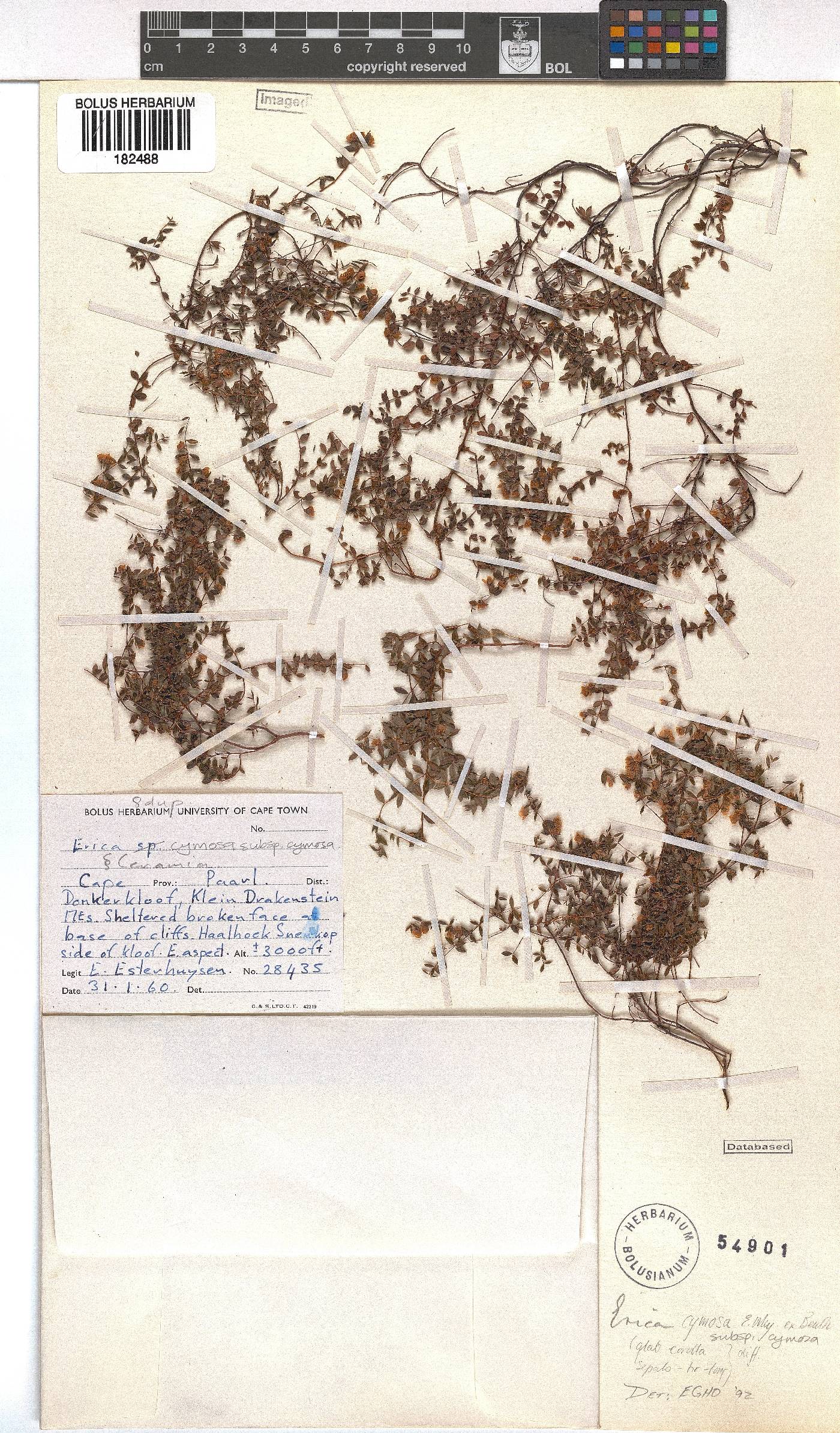 Erica cymosa subsp. cymosa image