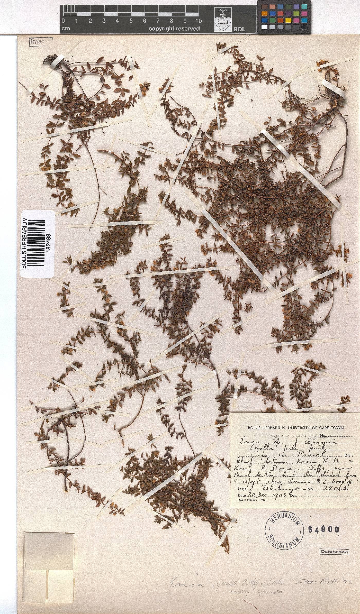 Erica cymosa subsp. cymosa image