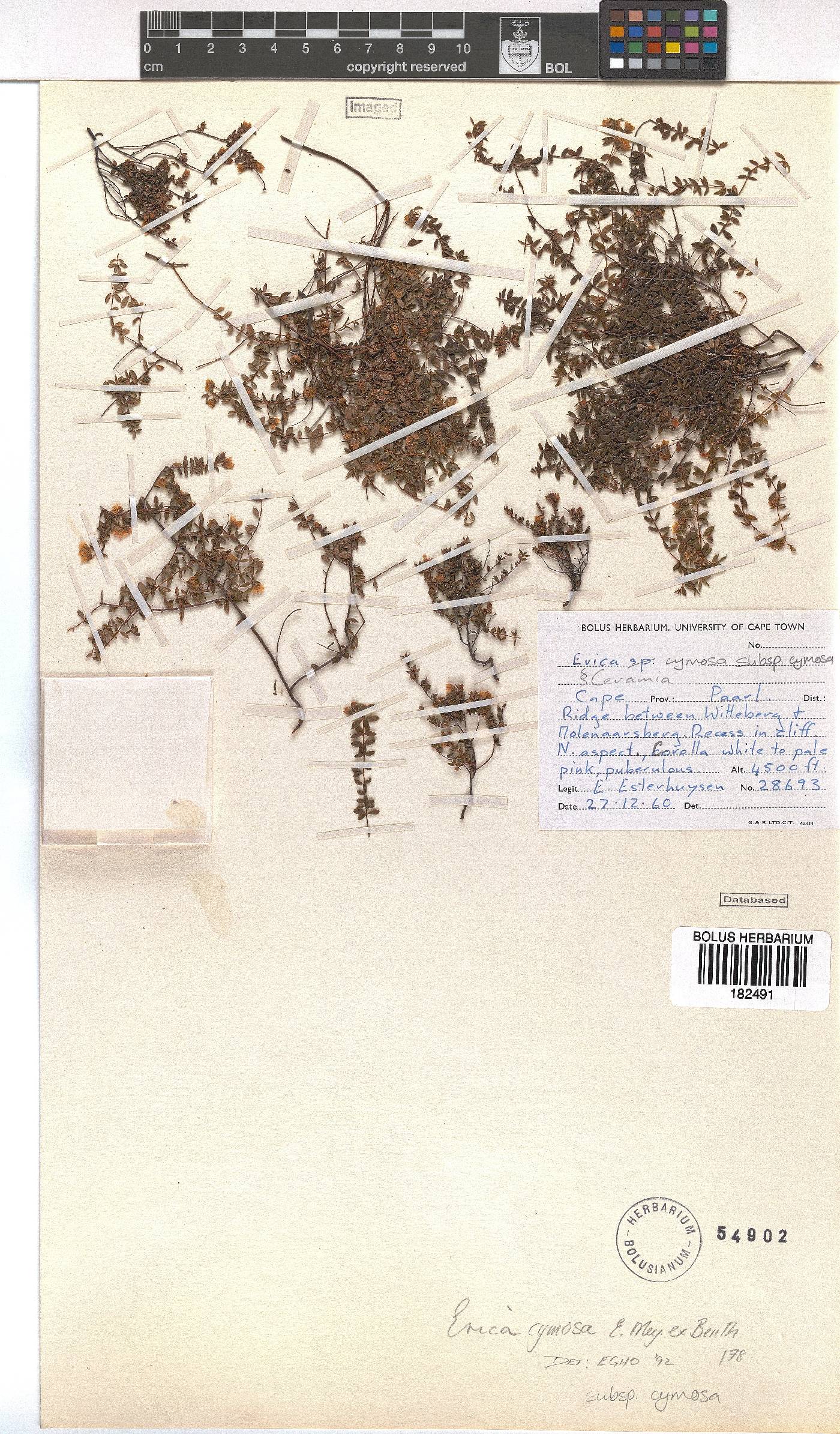 Erica cymosa subsp. cymosa image