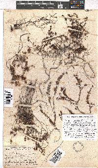 Erica oreophila image