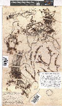 Erica oreophila image