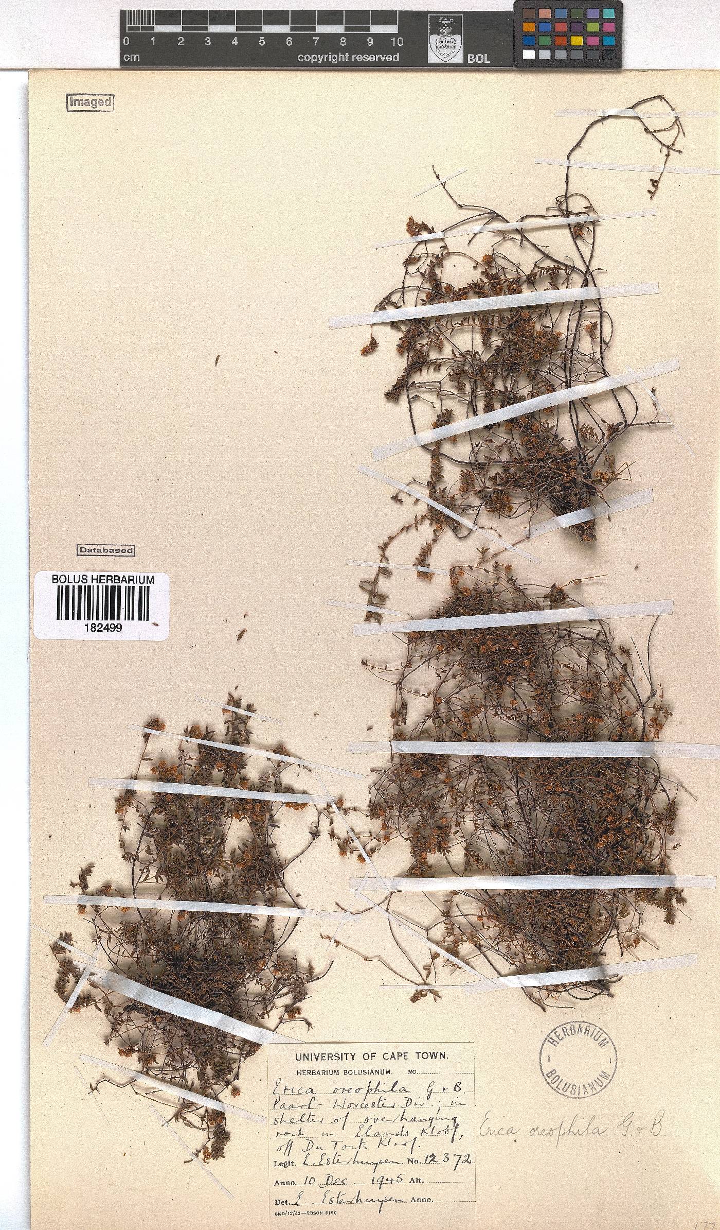 Erica oreophila image