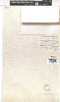 Erica oreophila image