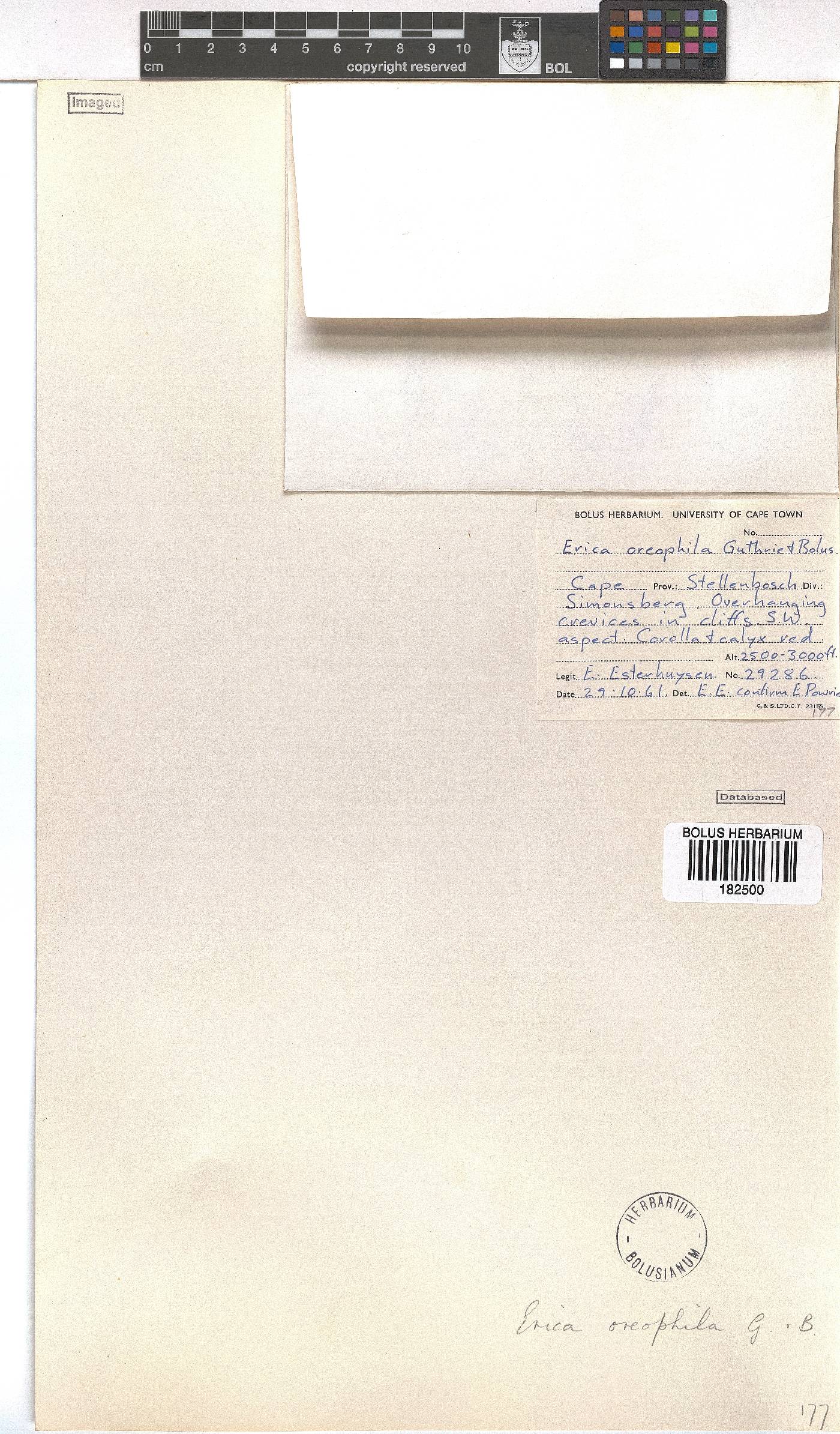 Erica oreophila image