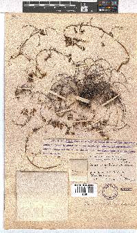 Erica oreophila image