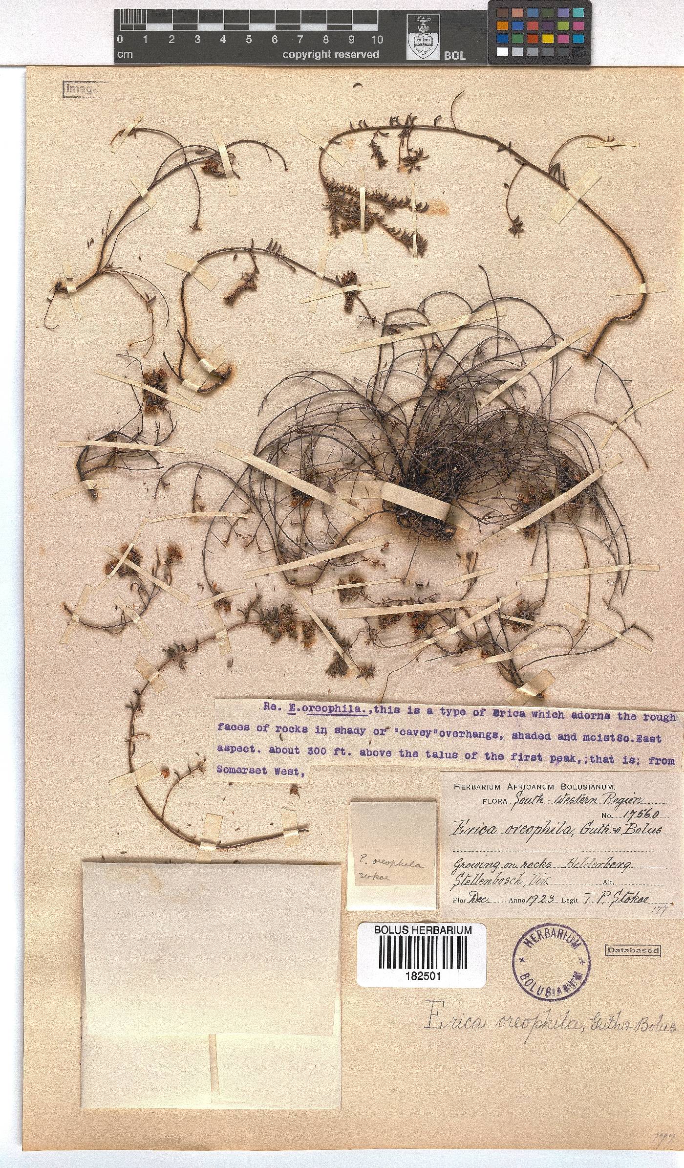 Erica oreophila image