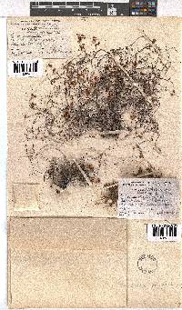 Erica oreophila image