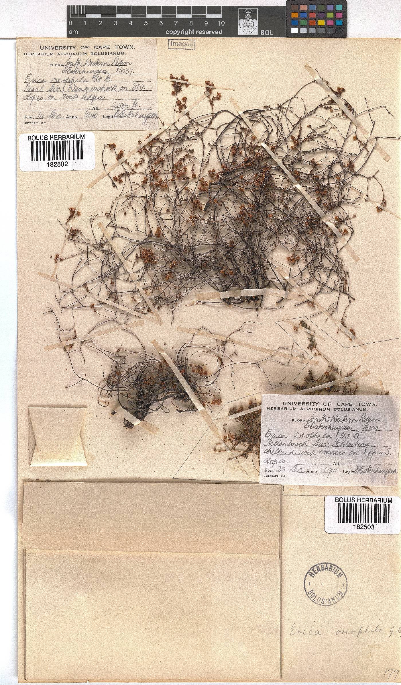 Erica oreophila image