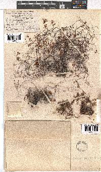 Erica oreophila image