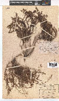 Erica planifolia image