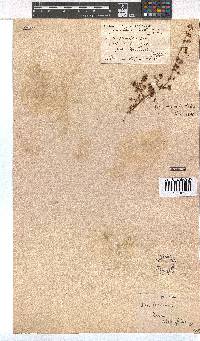 Erica planifolia image