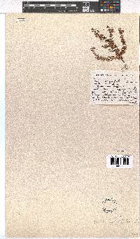 Erica planifolia image