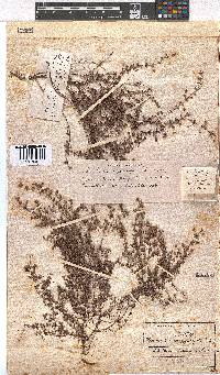 Erica planifolia image