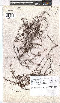 Erica planifolia image