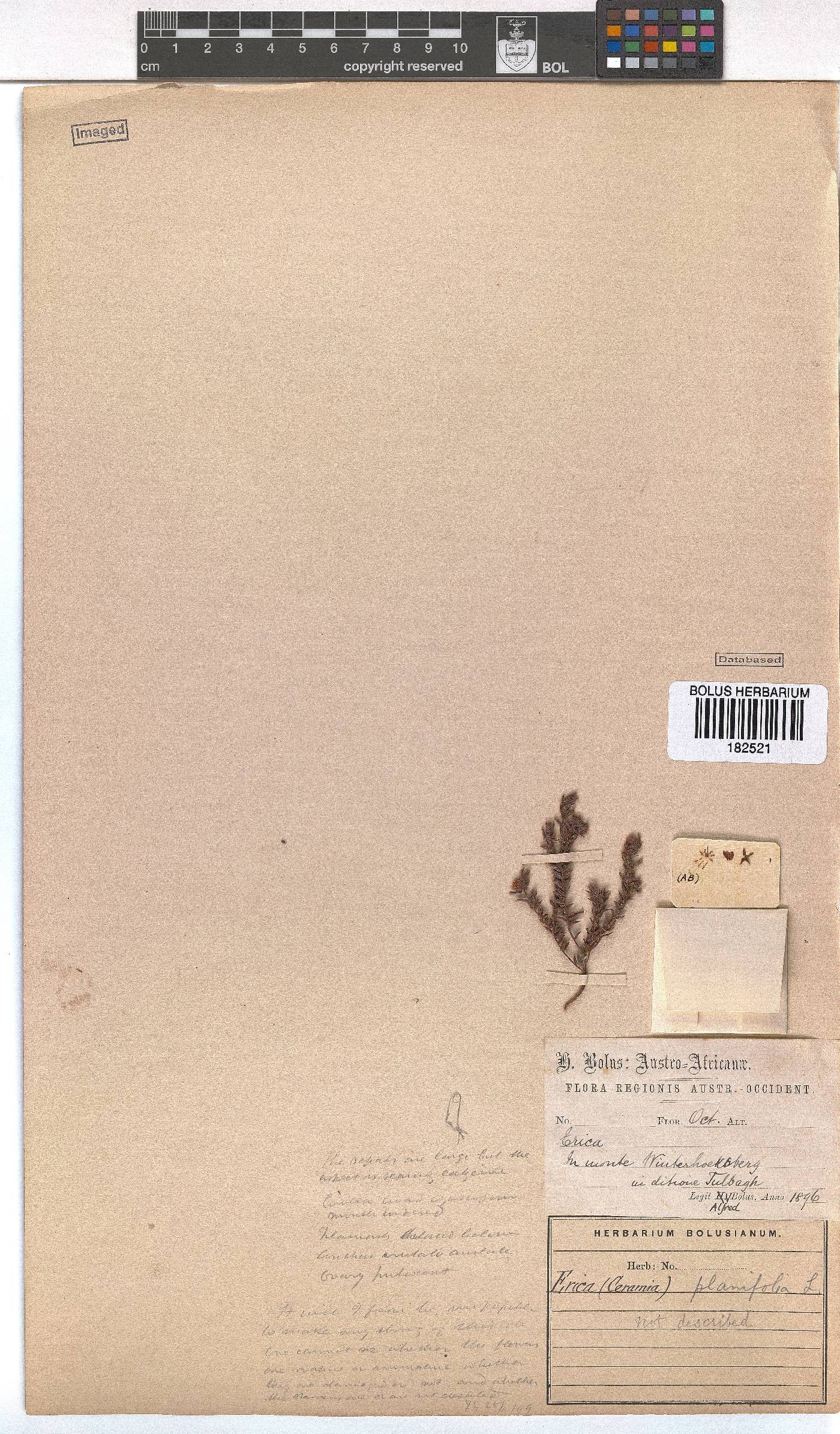 Erica planifolia image