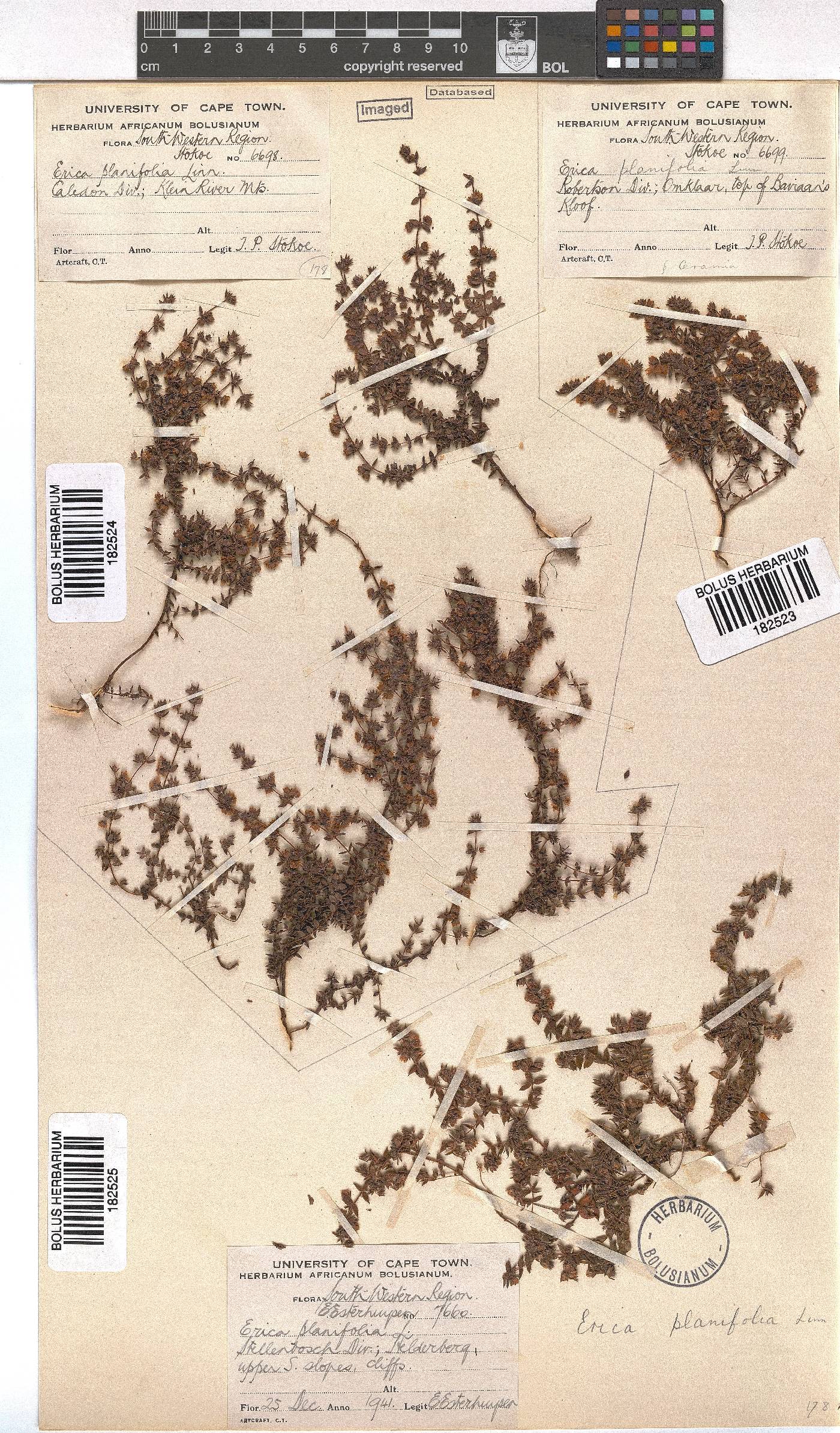 Erica planifolia image