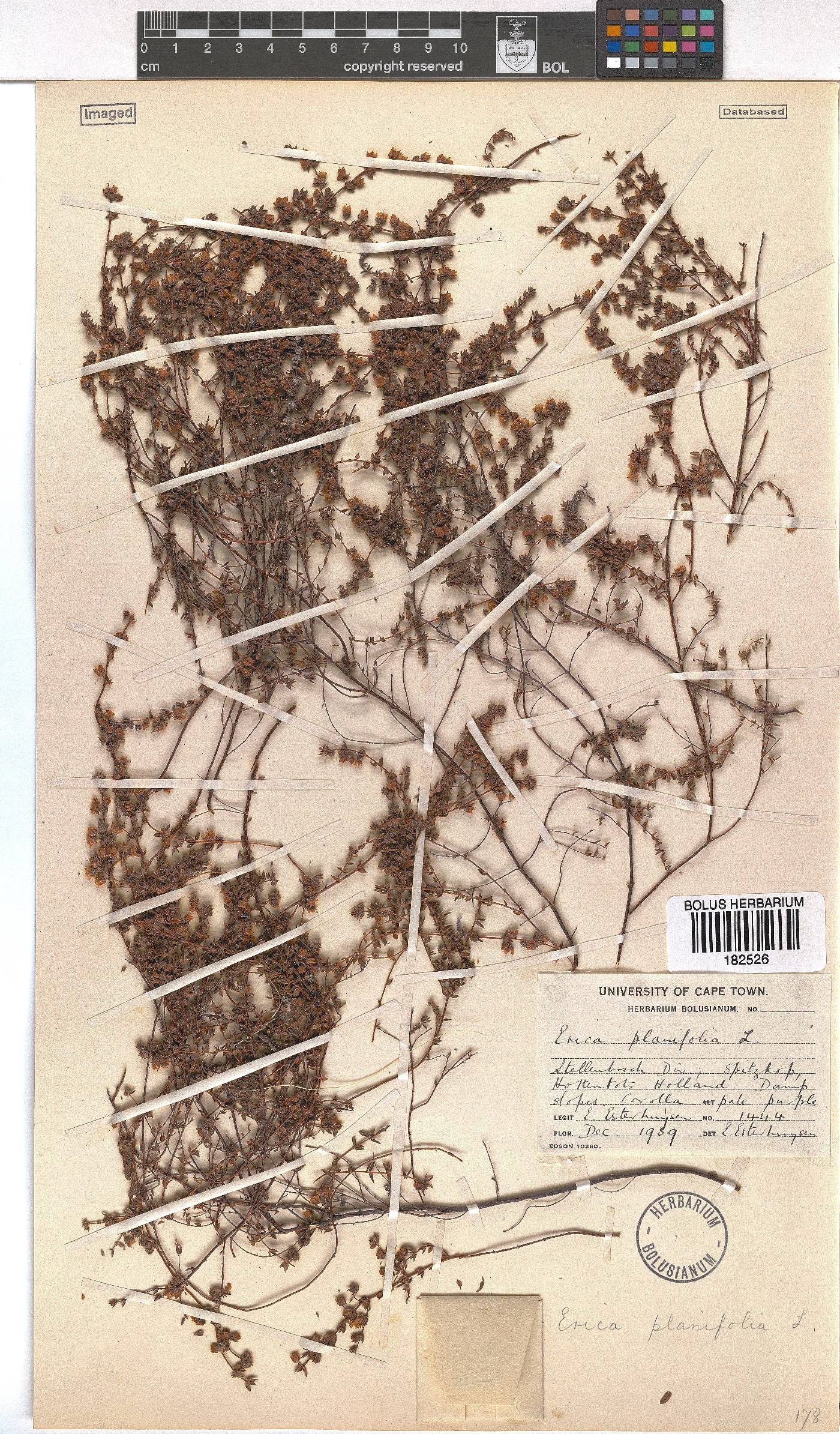 Erica planifolia image