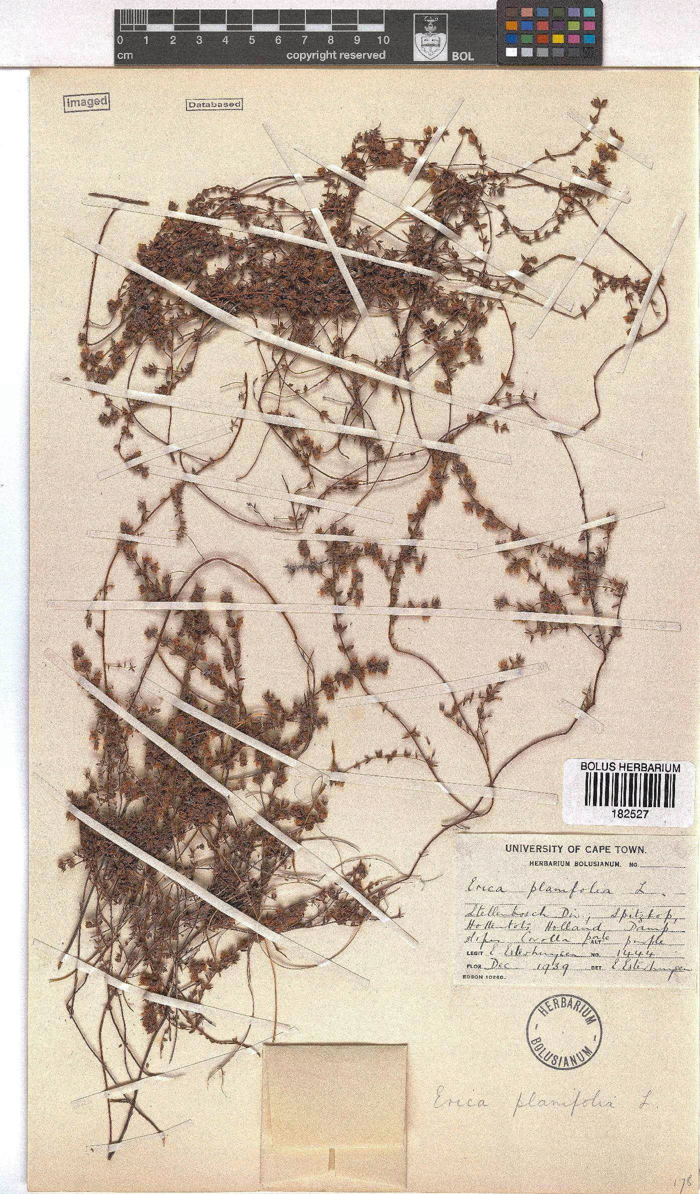 Erica planifolia image