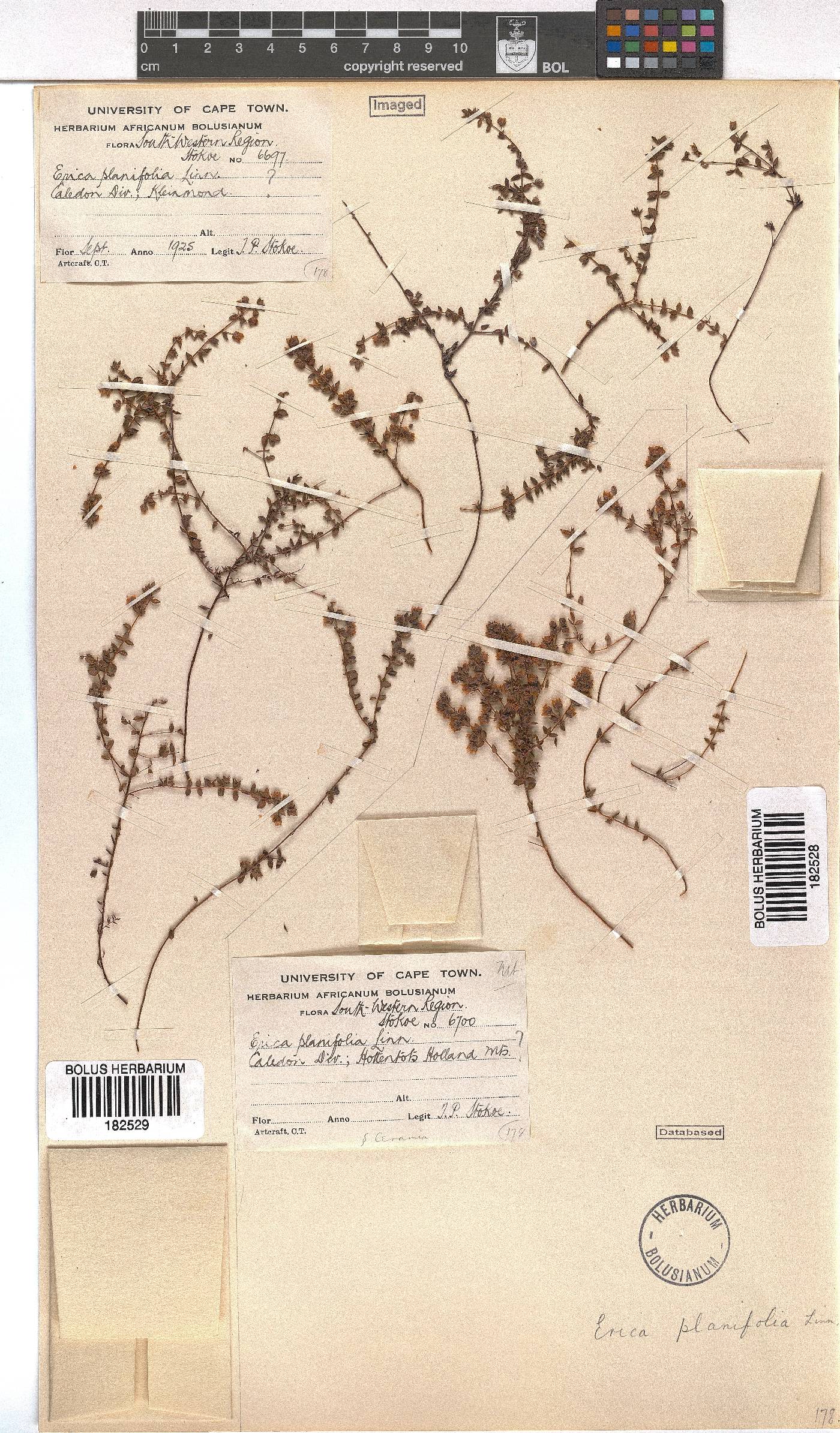 Erica planifolia image