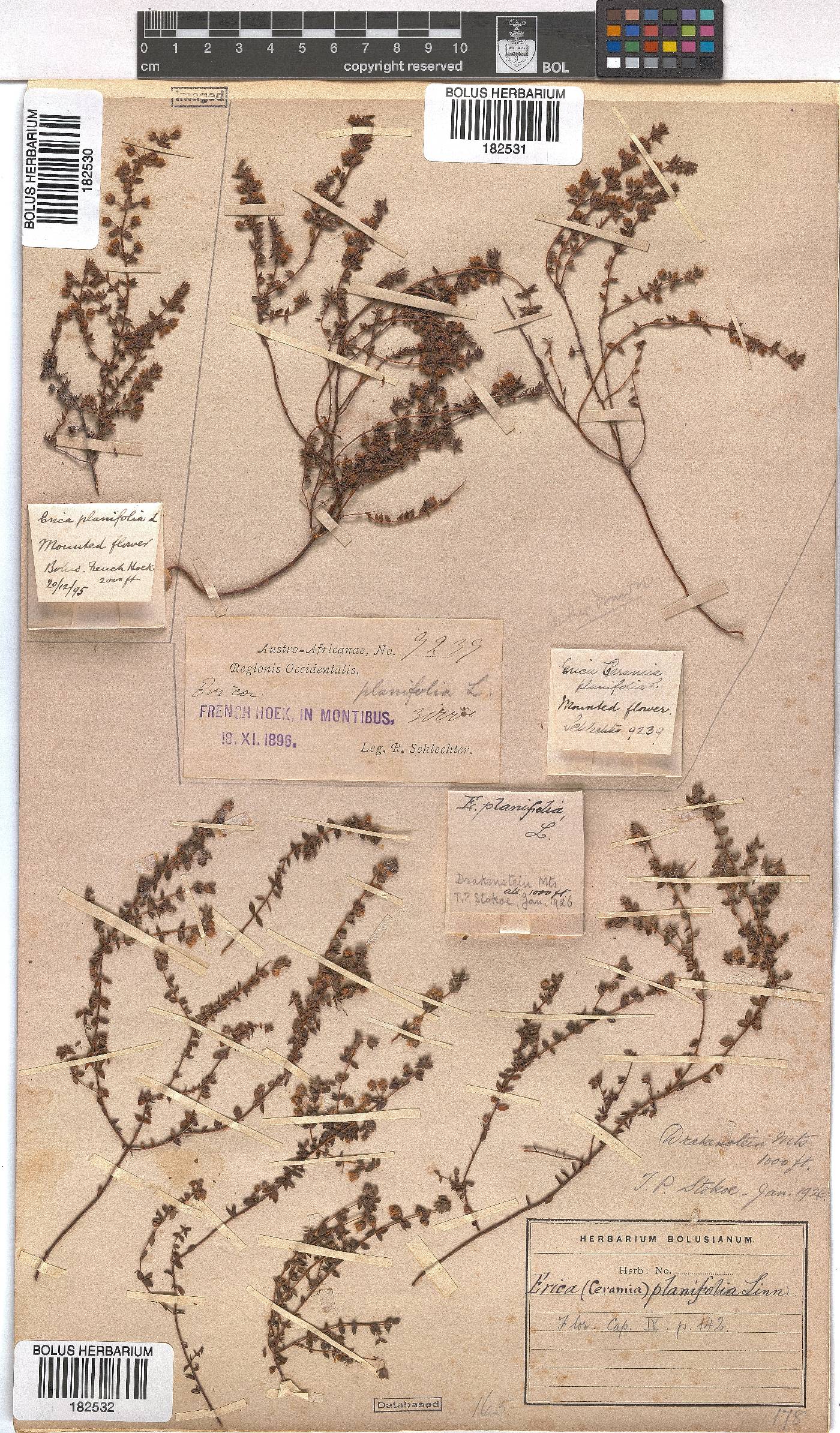 Erica planifolia image