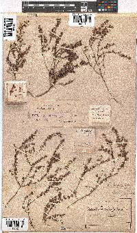 Erica planifolia image