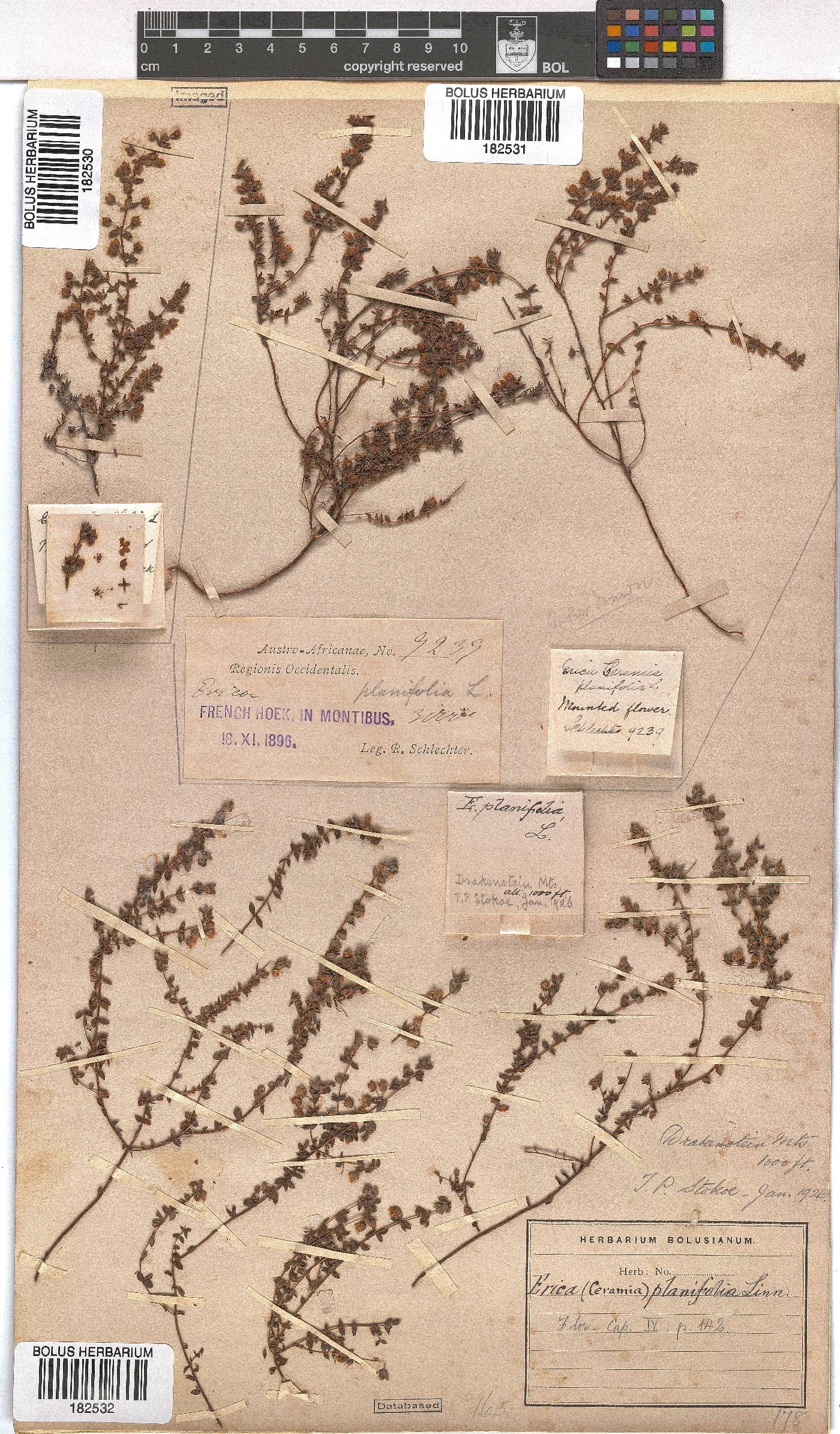 Erica planifolia image