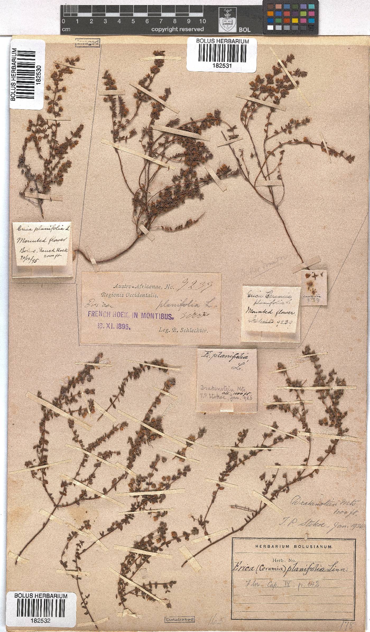 Erica planifolia image