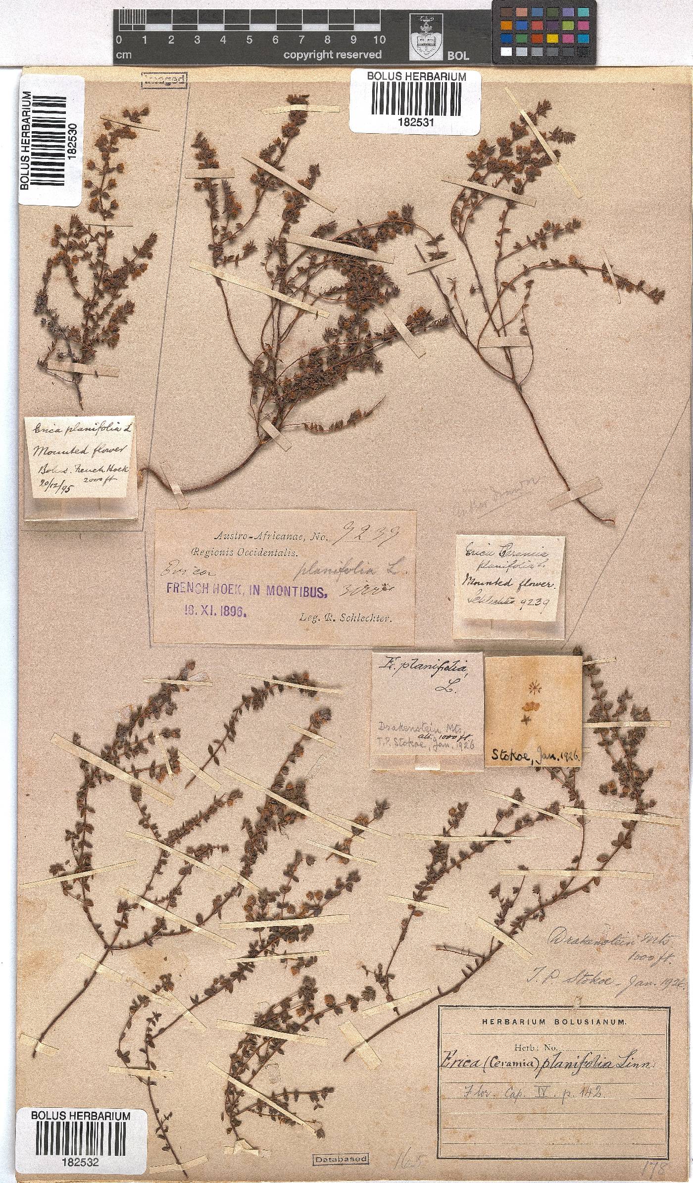 Erica planifolia image
