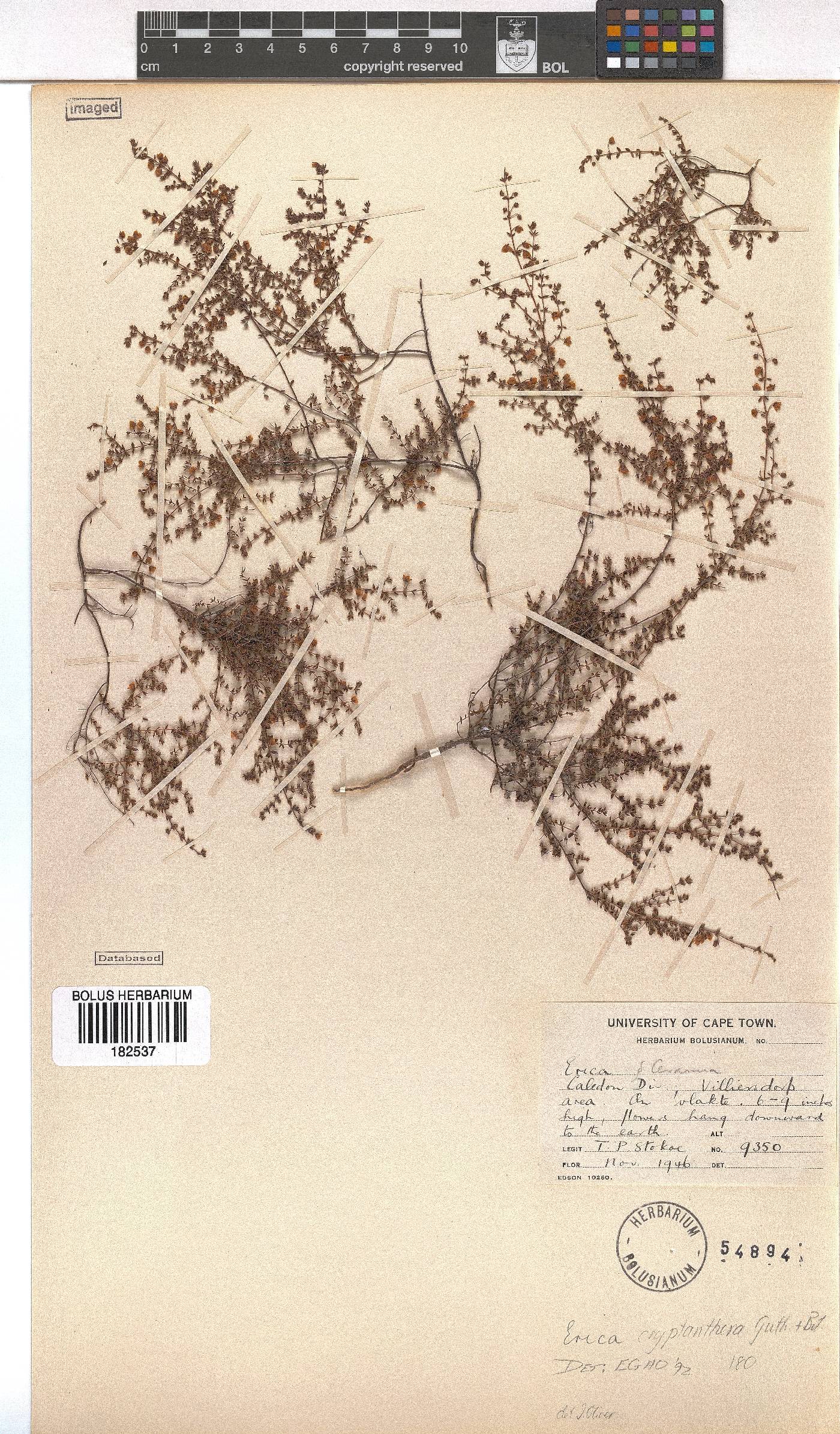 Erica cryptanthera image