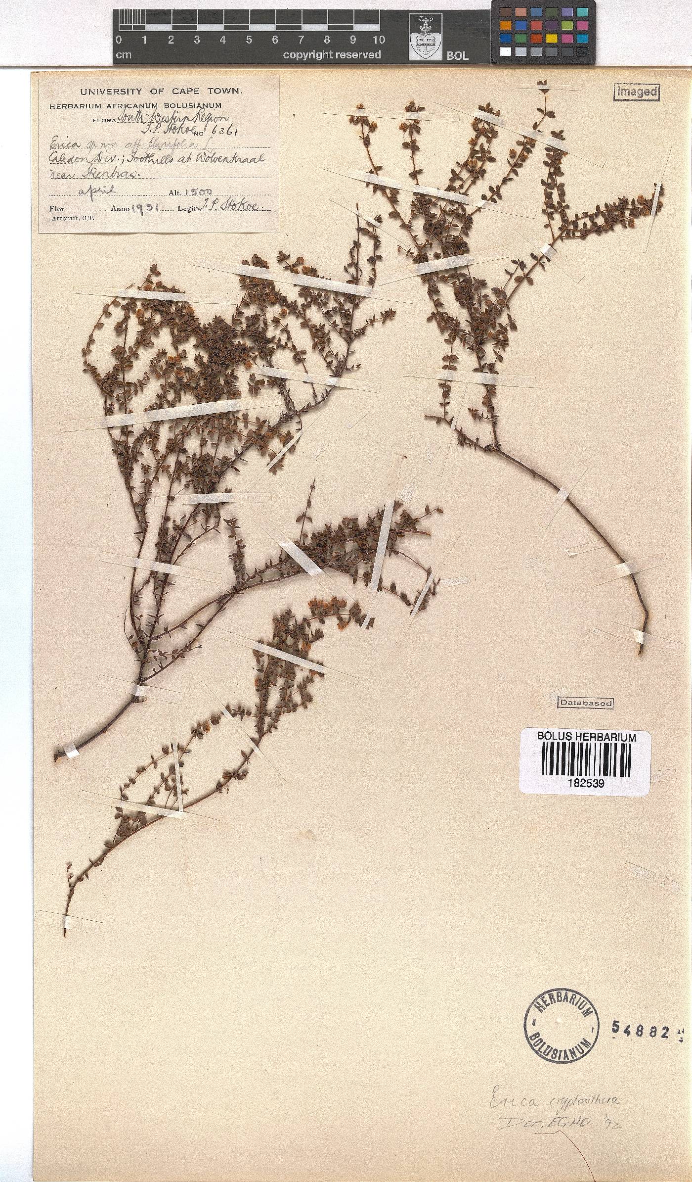 Erica cryptanthera image