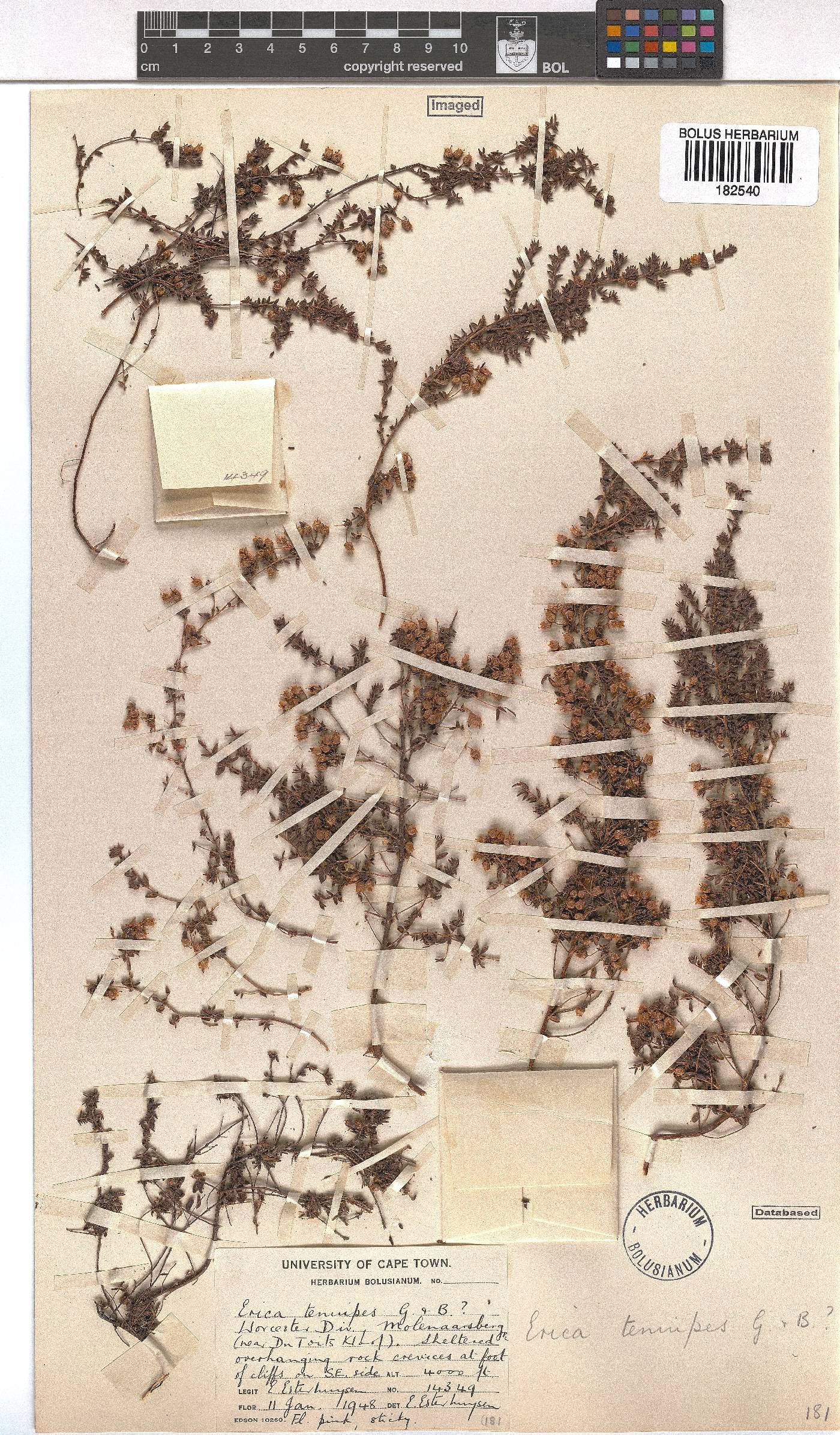 Erica tenuipes image